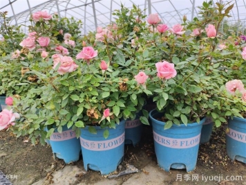 家有盆栽月季应该如何养护？