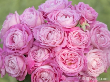 天狼月季200个自育新品种亮相云南姚安发布会