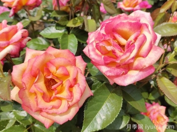 大花月季花的修剪基本原则