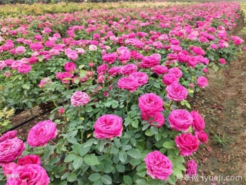 中国月季之乡——南阳市卧龙区石桥镇