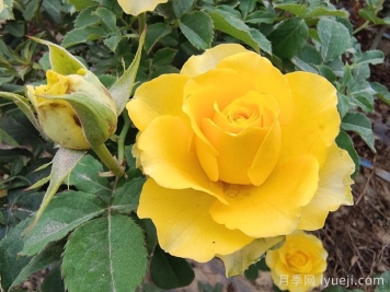 黄玫瑰代表什么意思？黄玫瑰的花语寓意是什么？