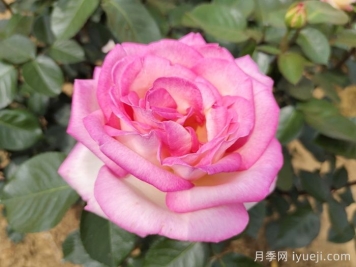 摩纳哥公主月季Princesse de Monaco