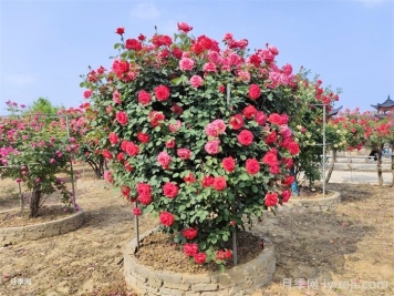 不同株型月季秋季如何修剪？秋剪时间和方法