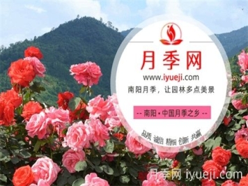 中国月季网(www.iyueji.com)，月季品种大全和栽培养护专业网站