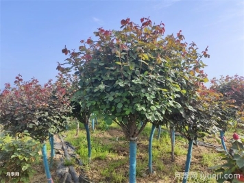 园林植物栽植季节简介