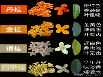 看本文，桂花的四大品种终于分清了