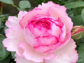 伊芙唯一月季/伊芙一号月季