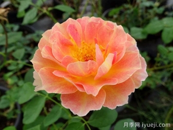 巴黎少女月季/巴黎女士月季La Parisienne