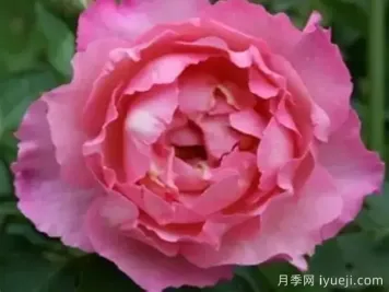 伊芙三号月季/伊芙夏娃