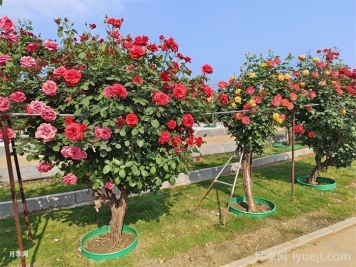 城镇园林绿化专业术语