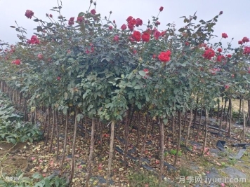 漯河庭院树状月季，不能随意乱修剪