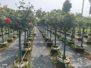 园林苗木从苗圃到工地过程，教你成为苗木养护专家