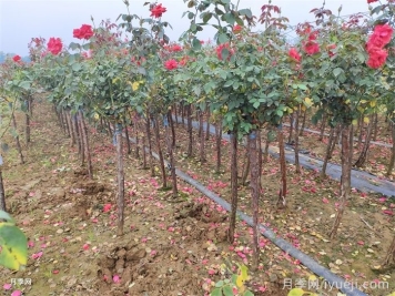 选择花卉苗木有哪些注意事项？