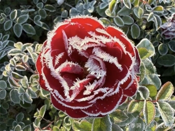 冬季月季如何避免冻害，5步教会你