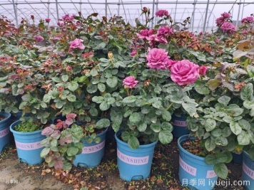 一个冬天小苗变大苗？月季小苗到货后应该做什么？