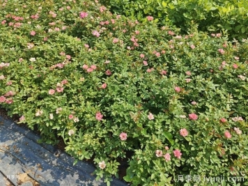 月季花叶出现烧焦的原因