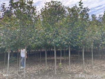 绿化苗木如何分级，什么样的乔木比较受工程欢迎？