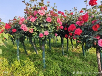 树状月季开花越来越小是什么原因？