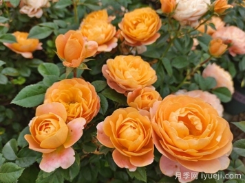 家庭园艺花卉何时能崛起？