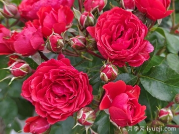 苗木选购必看，学会采购苗木