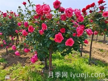 文学小说网址导航-十大小说网站