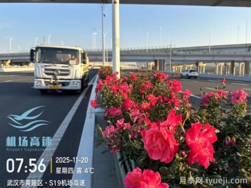 冬季的花样武汉！机场高架低维护月季花开惊艳