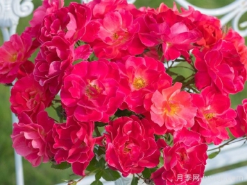 西子伊人月季/万山红霜月季