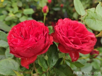 中药月季花：颜值担当，更是调经活血良药