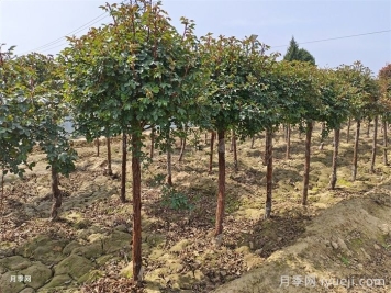 7个对策，轻松避免树木回芽死亡