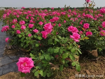 园林养护全攻略，从基础操作到工具使用标准