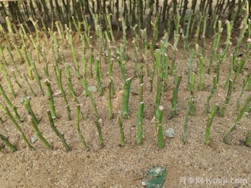 月季的繁育办法有哪几种？