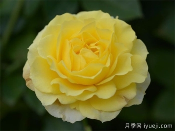 黄爱玫月季/黄色玫兰之爱/安妮杜普蕾/柠檬马卡龙