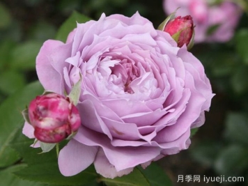 诺瓦利斯月季/蓝花诗人/波塞冬