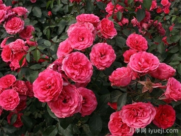 霍尔恩月季Elmshorn