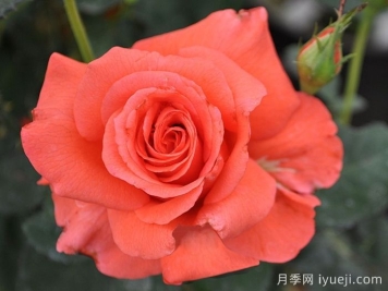 月季夫人月季/玫瑰夫人