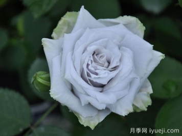 蓝色天堂月季Blue Heaven