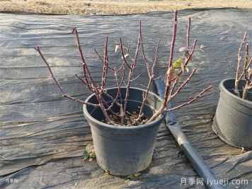 杭州月季修养身息，来年春天更加明艳