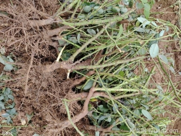 月季裸根苗什么时候移栽合适？南阳月季告诉你