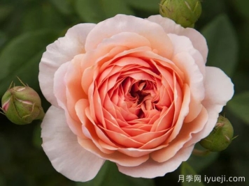 威廉莫里斯月季，灵动杏粉色，多季节开花