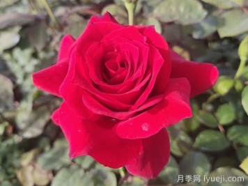 月季的功效与作用