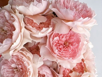 家书月季/翻译家月季