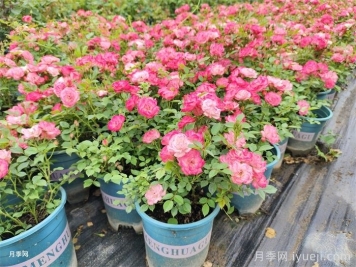 盆栽月季多久浇一次水？水浇多了怎么办？