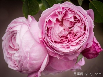 炎炎夏日有花香，推荐四款浓香月季