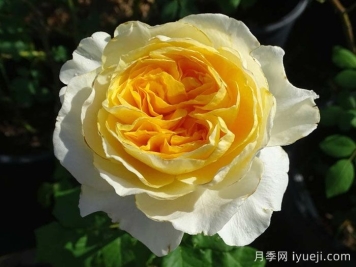 月季花养哪个品种比较好？花友高标准推荐11个