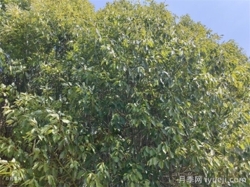 植物科普：香樟树