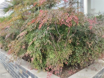 南天竹的优点和和绿化园林应用