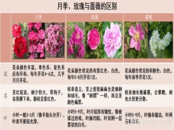 月季科普：月季名称、月季分类和花型香气