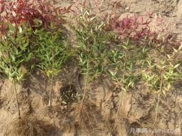 南天竹的培育技术