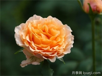 月季育种家：​新西兰弗兰克月季公司(Franko)