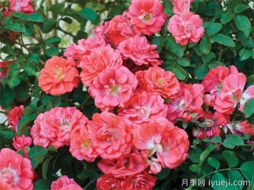 珊瑚漂流月季Coral Drift